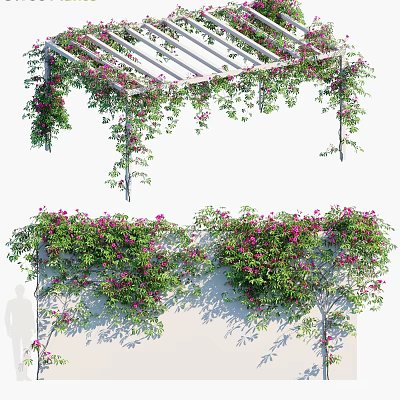 Lush Vines With Pink Flowers And Green Leaves Growing On White Wall And Pergola 3d model