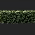 Lush Green Well Trimmed Hedge With Dense Foliage For Garden Landscaping