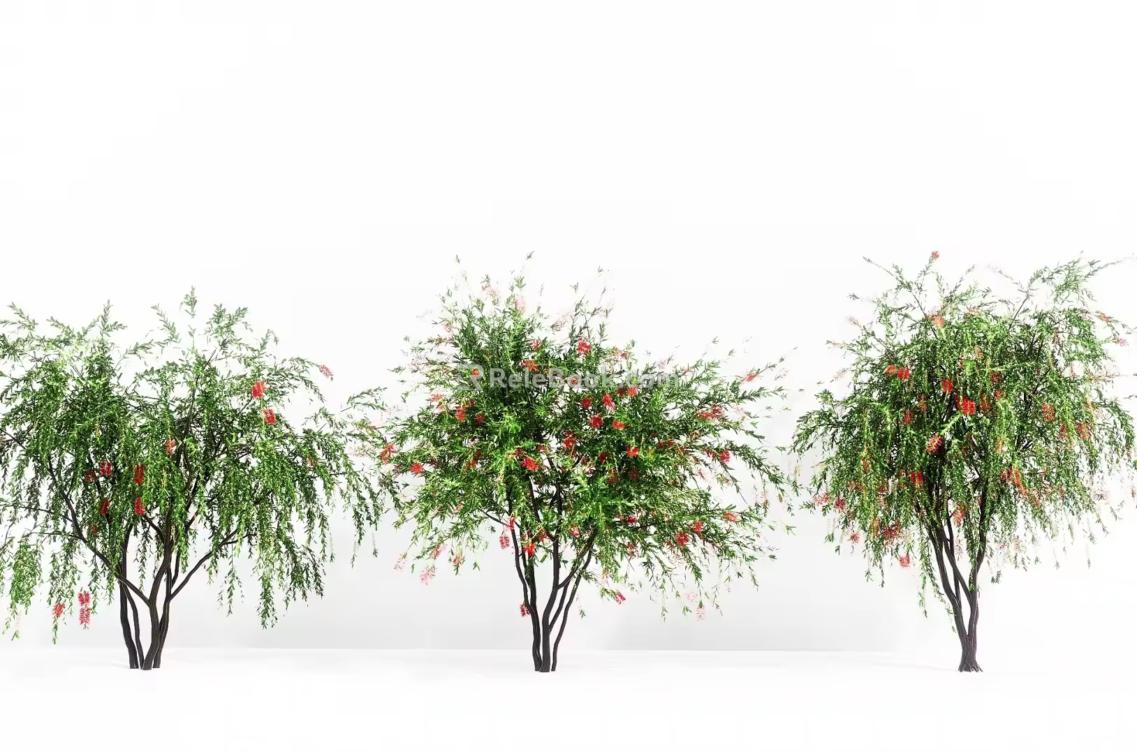 Trees Landscape Trees Street Trees Melaleuca Red Courtyard Setches 3d model