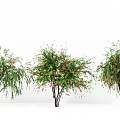 Trees Landscape Trees Street Trees Melaleuca Red Courtyard Setches 3d model
