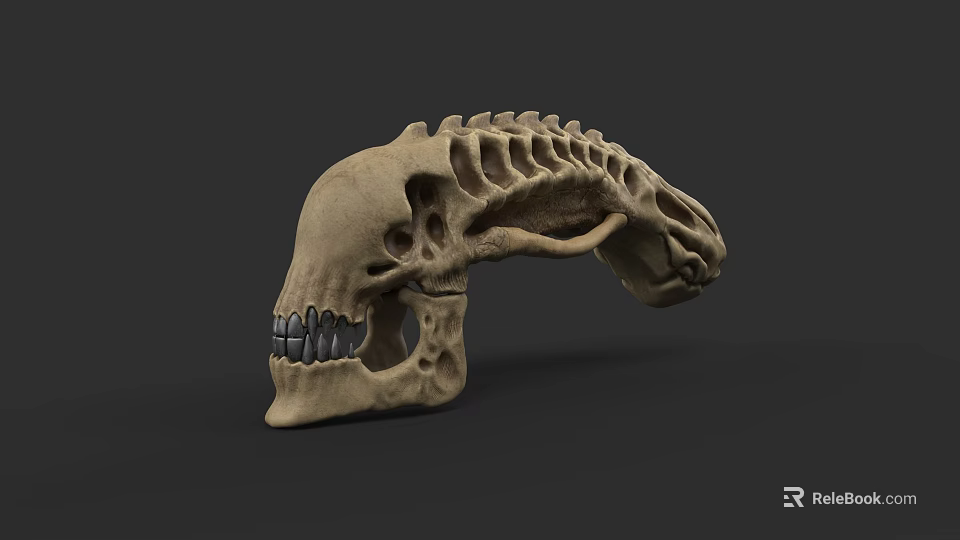 Detailed Animal Skull Sculpture With Anatomical Bone Structure And Texture 3d model 