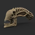 Detailed Animal Skull Sculpture With Anatomical Bone Structure And Texture