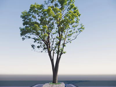Lush Green Arbor With Double Trunks In Open Outdoor Space Under Clear Blue Sky 3d model