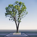 Lush Green Arbor With Double Trunks In Open Outdoor Space Under Clear Blue Sky