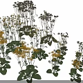 Decorative Yellow And White Flowers With Green Leaves In Various Herb Plant Species
