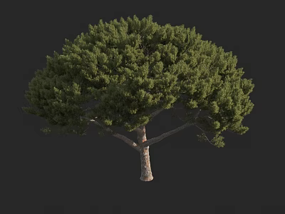 Lush Green Arbor With Dense Foliage Strong Trunk And Natural Crown Shape 3d model