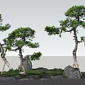 Two Pine Trees With Curved Trunks Stone Rocks And Green Grass In Garden