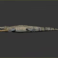 Crocodile Alligator Nile Crocodile carnivore reptile cold-blooded animal reptile 3d model