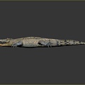 Crocodile Alligator Nile Crocodile carnivore reptile cold-blooded animal reptile reptile 3d model