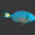 Tropical Fish With Blue Green Purple Scales Yellow Tail And Reflection On Dark Background