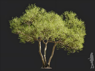 Evergreen Arbor With Multiple Trunks And Lush Green Canopy Featuring Human Silhouette Against Dark Background 3d model