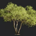 Evergreen Arbor With Multiple Trunks And Lush Green Canopy Featuring Human Silhouette Against Dark Background