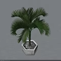 Lush Green Palm Tree In Hexagonal Stone Planter With Shadows On Gray Background 3d model