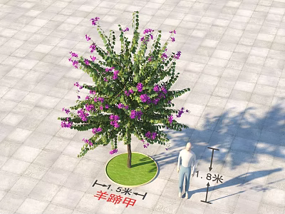 Outdoor Bauhinia Arbor Featuring Purple Flowers 5 Meters Height On Pavement With Person 3d model