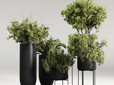 Stylish Bonsai Potted Plants in Black Planters with Metal Stands for Indoor Decor 3d model