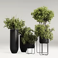 Stylish Bonsai Potted Plants in Black Planters with Metal Stands for Indoor Decor