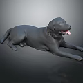 Black Labrador Dog Lying Down With Collar And Tongue Out On Dark Shiny Surface