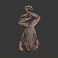 Detailed Reddish Brown Spotted Toad Lying On Grey Background With Reflection