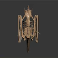 Realistic Human Skeleton Model Medical Device for Anatomical Education and Training