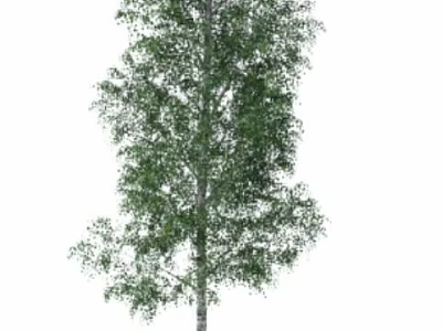 Tall Deciduous Tree With White Trunk And Lush Green Leaves 3d model