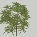 Green Leafy Arbor With Brown Trunk And Lush Foliage In Isolated Background