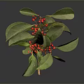 Vibrant Green Leaves And Red Berries Plant On Dark Reflective Background