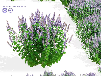 Agastache Hybrid Garden Accent Featuring Purple Blooms And Green Foliage Clumping Plant 3d model