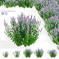 Agastache Hybrid Garden Accent Featuring Purple Blooms And Green Foliage Clumping Plant