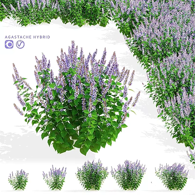 Agastache Hybrid Garden Accent Featuring Purple Blooms And Green Foliage Clumping Plant 3d model