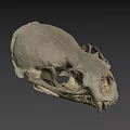 Animal Skull Display On Dark Background From URE Lab University Of Nevada