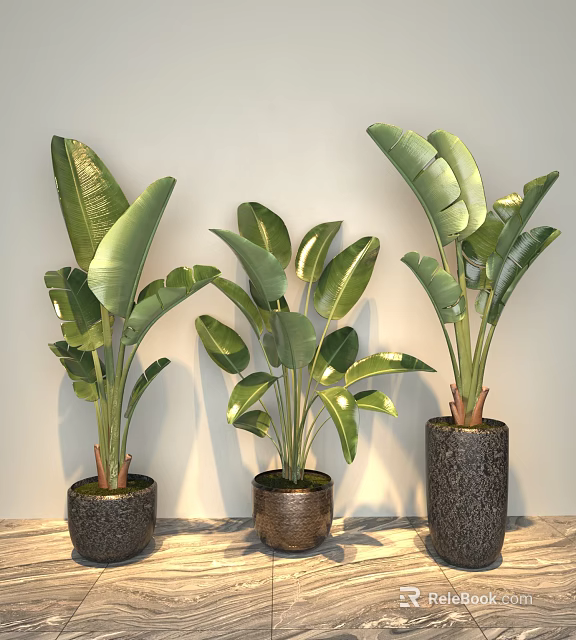 Potted Banana Plants With Large Green Leaves In Decorative Pots On Marble Floor 3d model 