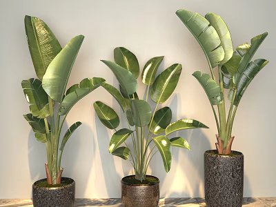 Potted Banana Plants With Large Green Leaves In Decorative Pots On Marble Floor 3d model