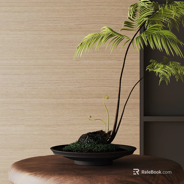 Fern Bonsai Plant with Green Leaves in Black Pot on Brown Table against Wooden Wall 3d model 