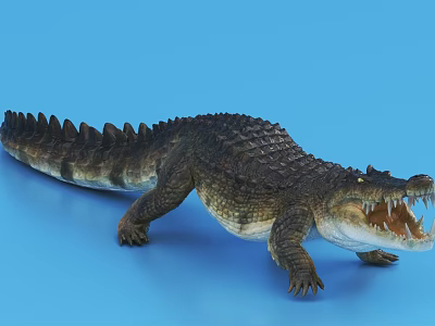 3D Crocodile Model With Open Mouth Exposed Teeth Scales Dorsal Spines On Blue Background 3d model