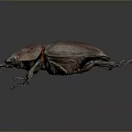 Shiny Dark Beetle With Purple Red Tinted Elytra And Long Antennae On Gray Background