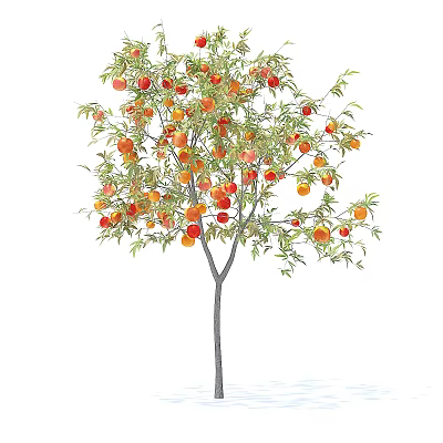 Lush Green Leafy Arbor With Abundant Ripe Red And Orange Fruits 3d model