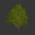 Different Types of Trees with Varied Foliage on Gray Background with Reflections