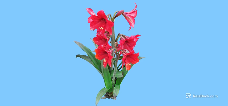 Vibrant Red Amaryllis Flowers With Green Leaves On Blue Background 3d model 