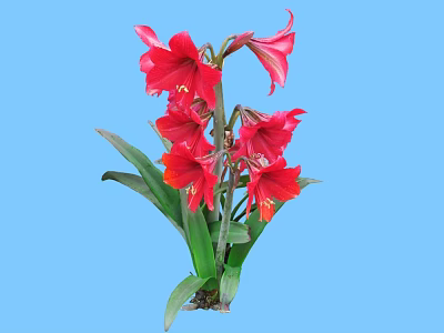 Vibrant Red Amaryllis Flowers With Green Leaves On Blue Background 3d model