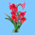Vibrant Red Amaryllis Flowers With Green Leaves On Blue Background