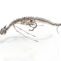 Prehistoric Animal Skeleton Featuring Long Tail Slender Limbs Small Head And Standing Predatory Stance