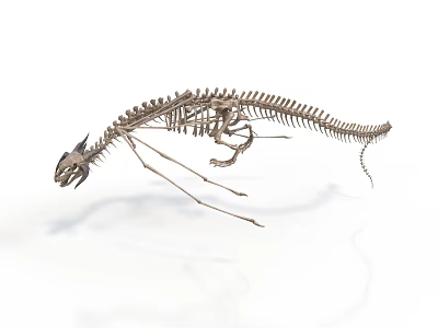 Prehistoric Animal Skeleton Featuring Long Tail Slender Limbs Small Head And Standing Predatory Stance 3d model