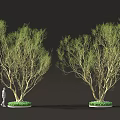 Two Leafy Trees With Green Foliage And Person Standing By Circular Bases