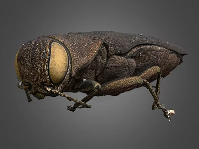 Detailed View Of Beetle With Large Compound Eyes And Brown Exoskeleton 3d model