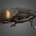Detailed View Of Beetle With Large Compound Eyes And Brown Exoskeleton