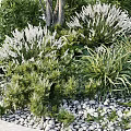Flowers and Plants With White Blooms and Green Foliage in Garden Setting With Pebbles