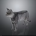 Gray Spotted Cat Standing On Reflective Surface With Silver Fur And Dark Background 3d model