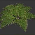 Lush Green Fern Plant With Feathery Fronds On Dark Background