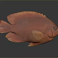 Vibrant Red Fish With Scales And Fins On Dark Background With Reflection