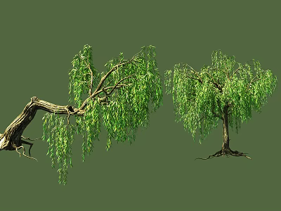 Modern Willow 3d model Modern Willow 3d model